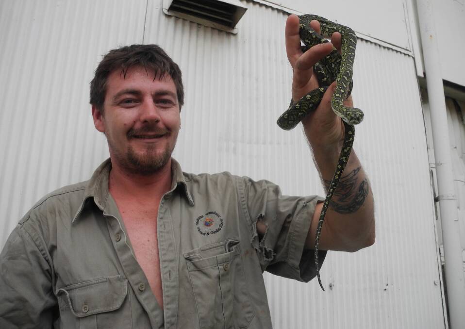 Wingham snake wranger Andy Nowlan with Inland Carpet Python 'Backwards'
