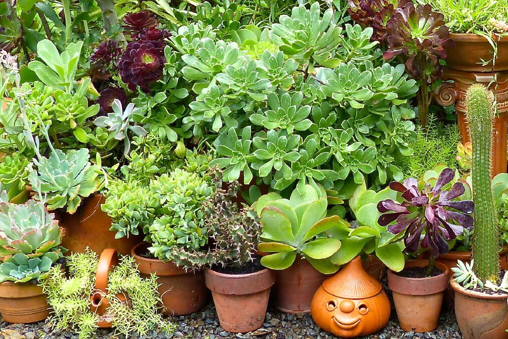 Get potty about potted plants