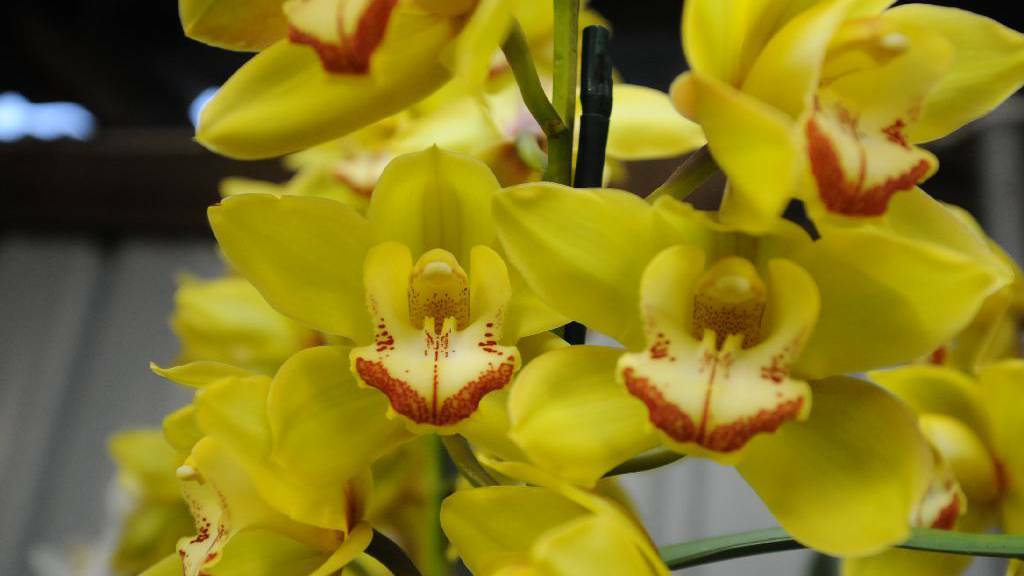 Tinonee Orchid Nursery. Photo by Carl Muxlow