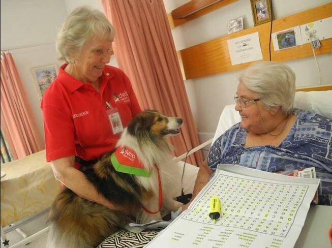 Meet Delta Therapy Dog Flame, and her volunteer partner Brenda Driscoll, at the Furry Fundraising Festival.