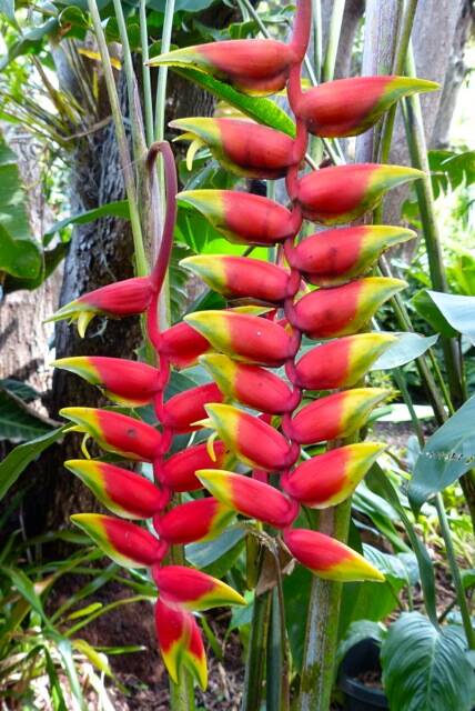 Heliconia Rostrata in all its blooming glory