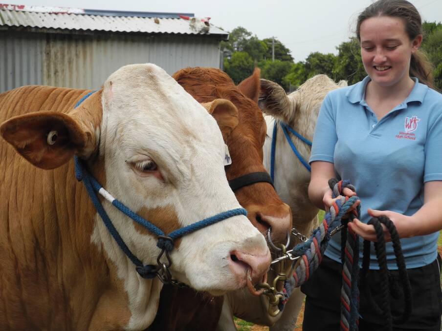 The Wingham High School Show Team with their eight head of steer preparing to leave for Scone