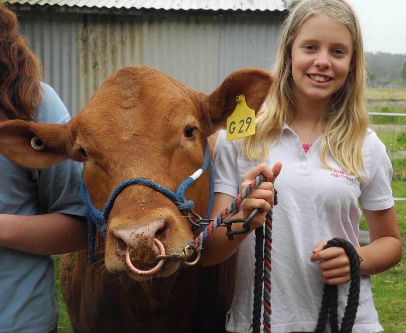 The Wingham High School Show Team with their eight head of steer preparing to leave for Scone