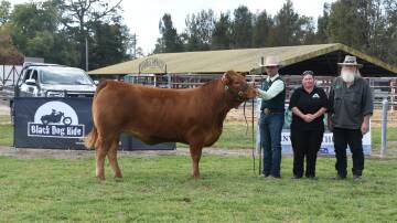 Black Dog Ride charity heifer, Lonaker Clementine 20 T1, with Dean McGuire, Tarcutta, Hope and Max Farley, Lonaker Limousins, Narrikup, WA. Photo by Helen De Costa. 