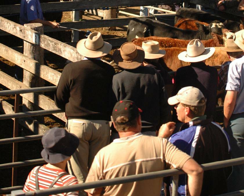 Cattle sales are set to return to Taree Saleyards.