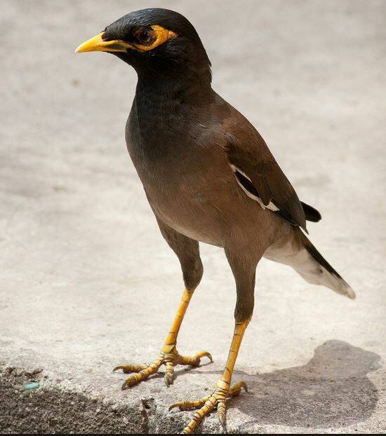 Indian mynas compete for nesting hollows with native birds, destroy their eggs and chicks as well as interrupt natural breeding. 