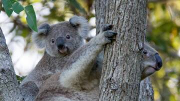 Tree giveaway for Wild Koala Day