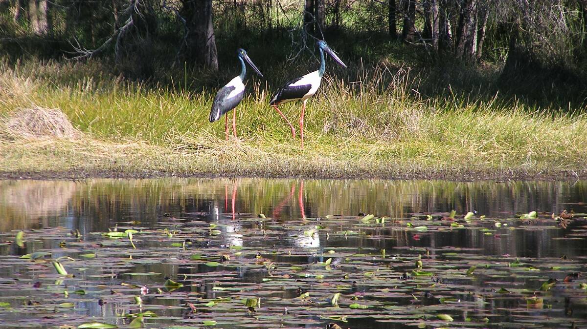 A pair of jabiru spotted at Cattai Wetlands.