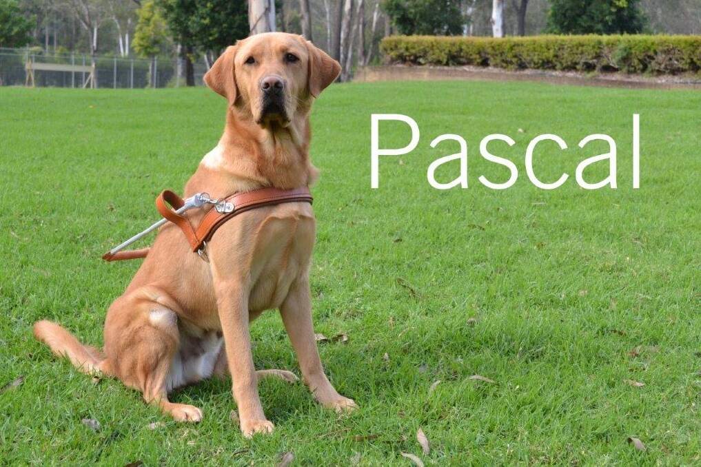  Pascal the guide dog.