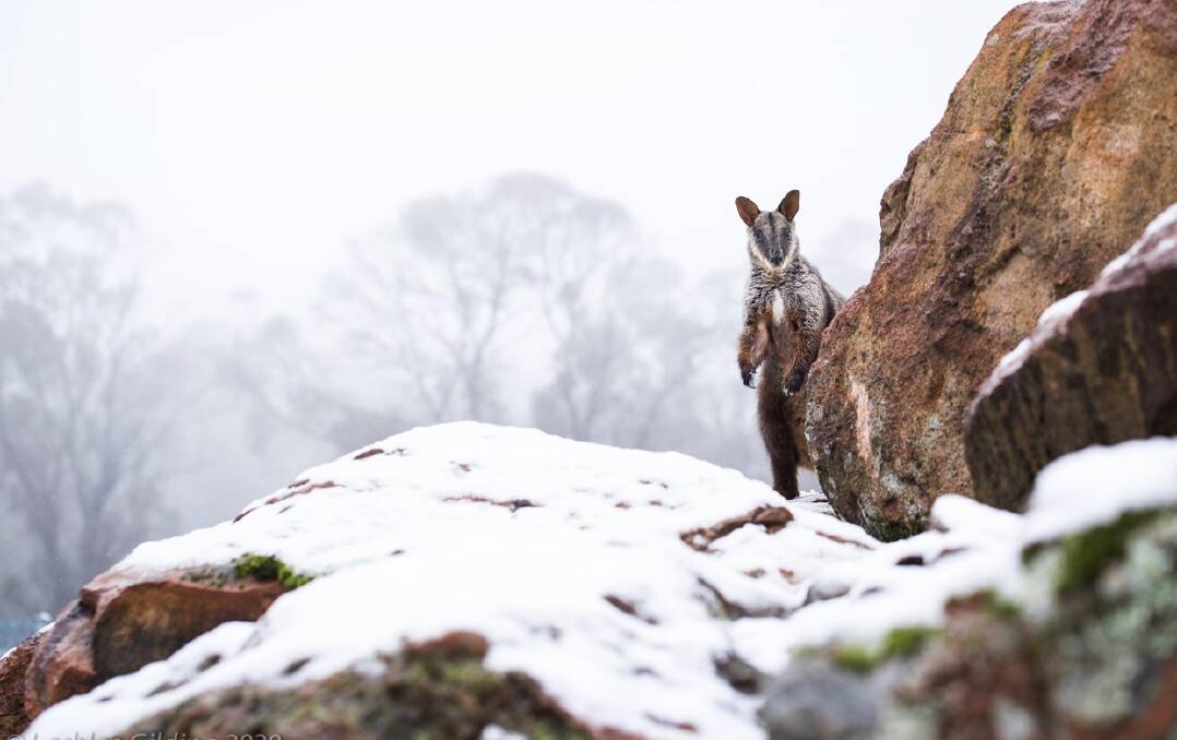 Brush-tailed rock wallaby in the snow. Photo Aussie Ark
