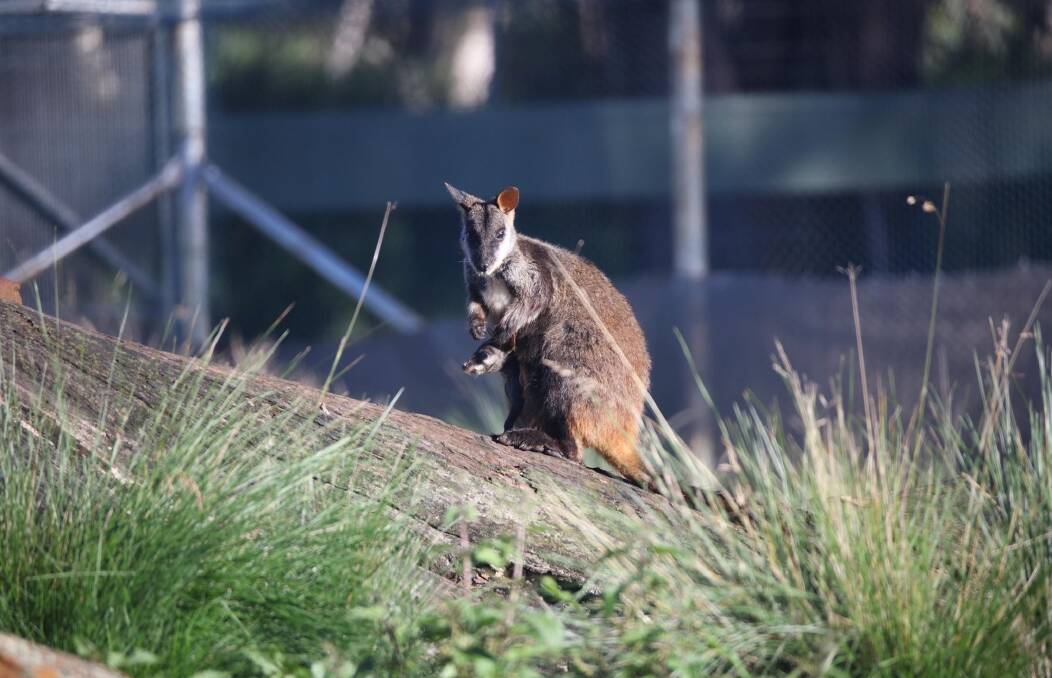 Brush-tailed rock-wallaby and her joey. Photo Aussie Ark