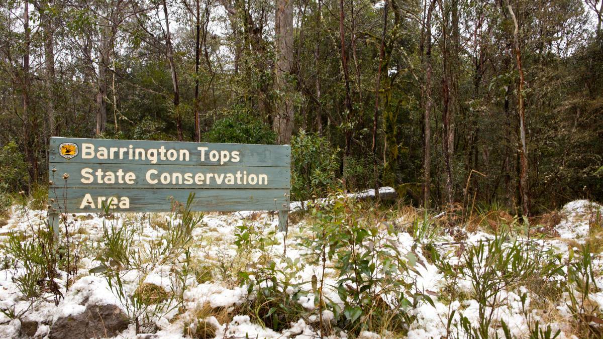 Snow on the Barrington Tops