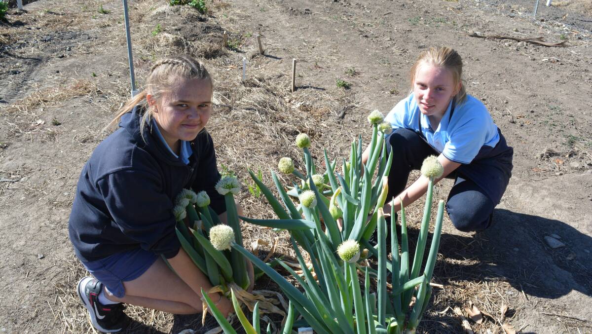 Alarni Longbottom and Anita Jackson pick the large green onions from the school garden. 