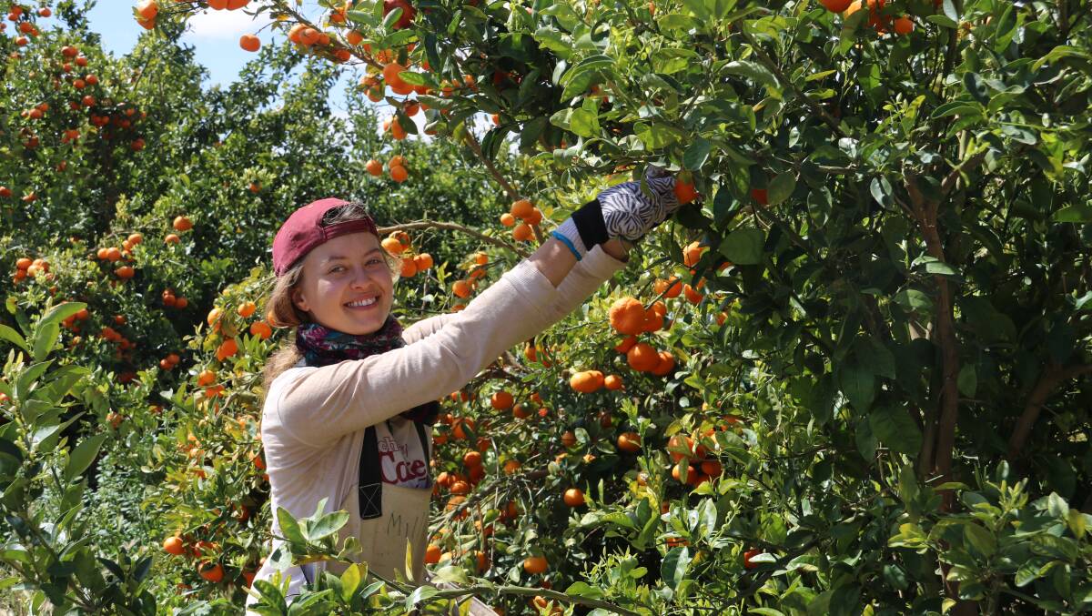There has been a lull in the demand for seasonal workers in the fruit and vegetable sectors but the industry is set to pick up again as the weather warms.