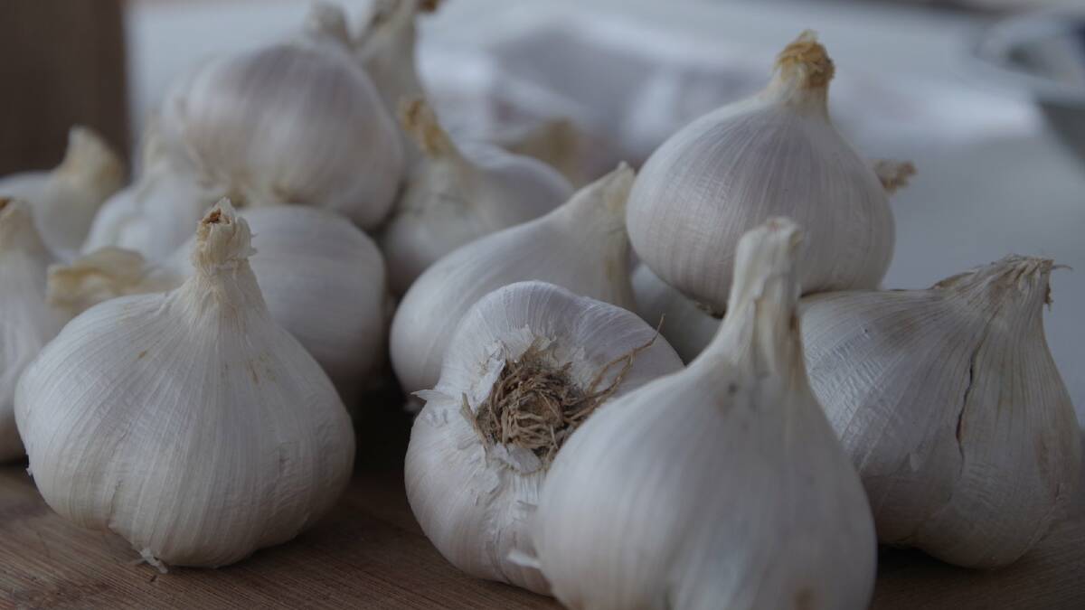 Barefoot Garlic is being sold at the Wingham Farmers' Market on Saturday, February 1.
