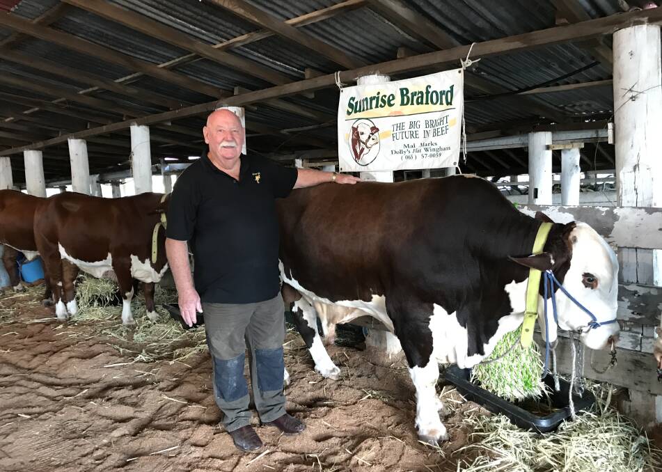 Mal Marks with one of his award winning Braford cattle.