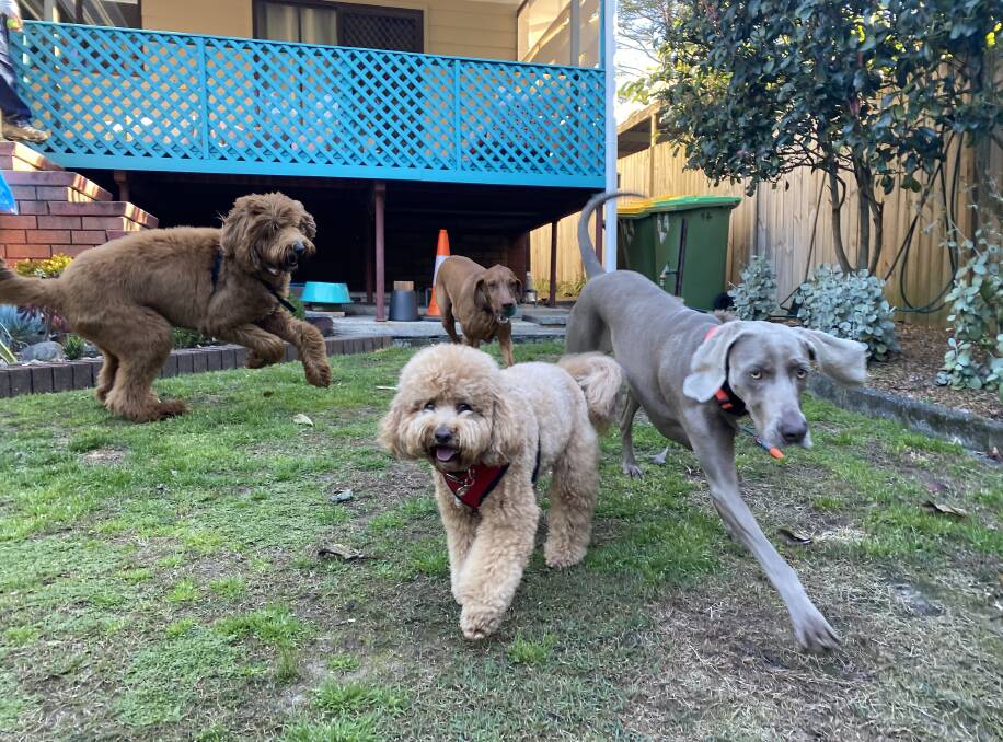 From left Van, Charlie, Boris and Lana the Weimaraner. Lanas mother Dawn kindly accommodated four dogs for two nights before and after the shoot.