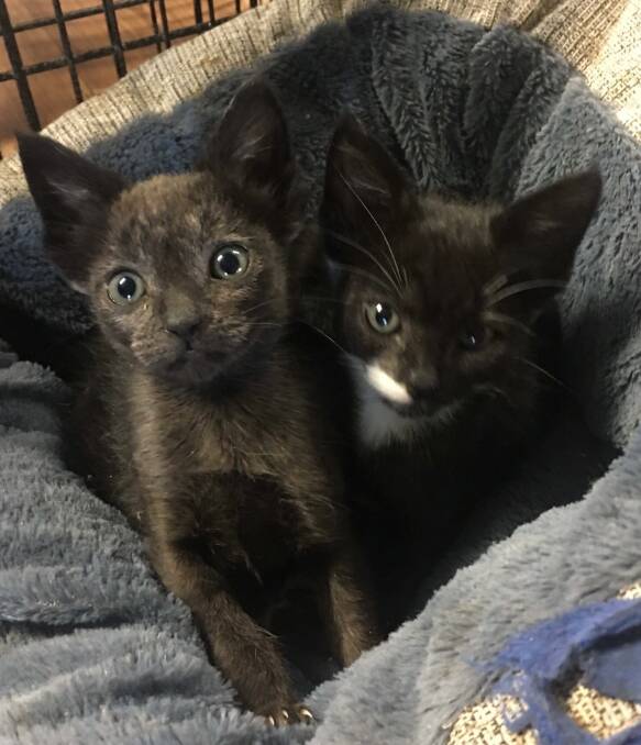 Pets of the week: Curious and cute Demelza and Verity are in need of somewhere to call home.