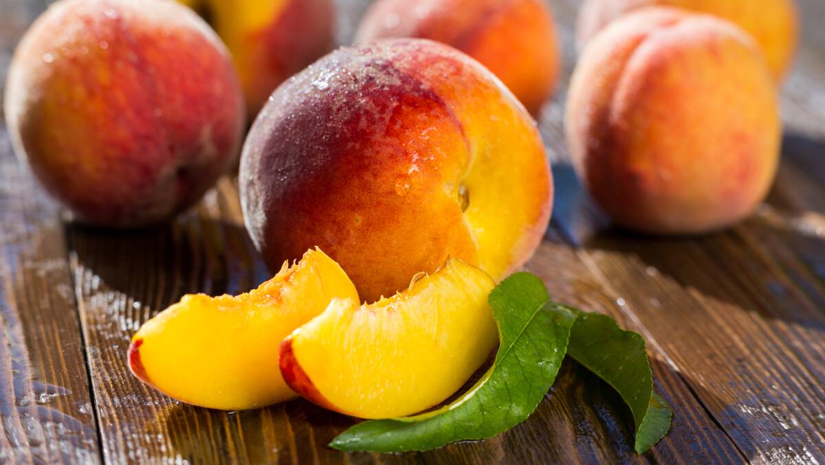 Imagine growing your own peaches in a pot on the back deck. Photo: Shutterstock
