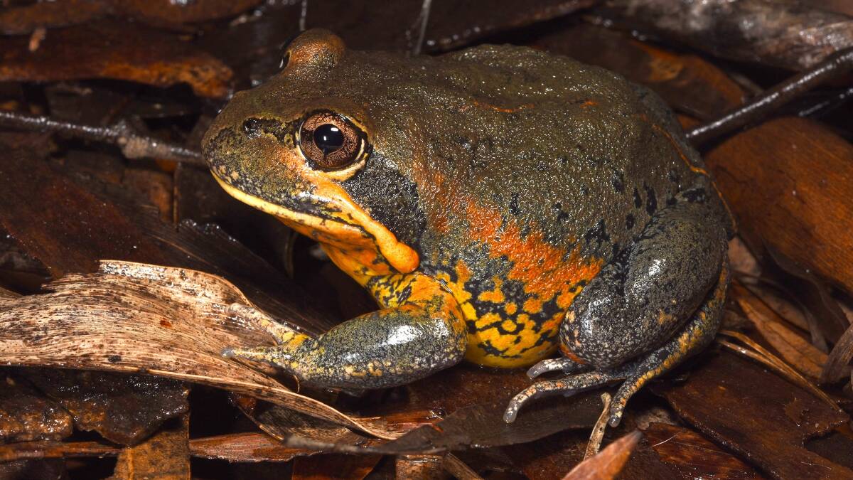 GET INVOLVED: It's never been more important to monitor frogs and the health of local ecosystems through initiatives like FrogID. 