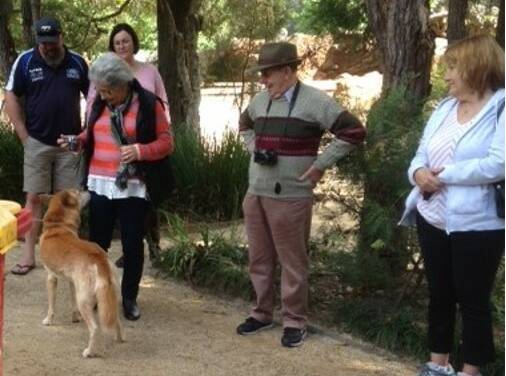 Gwen Johson meeting friendly Ben the dingo, looked on by Ray Mears and Jana Sadlik. Photo: supplied