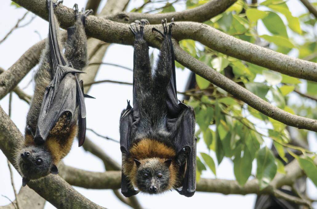 The grey-headed flying fox is a threatened species. Photo by Shane Rumming