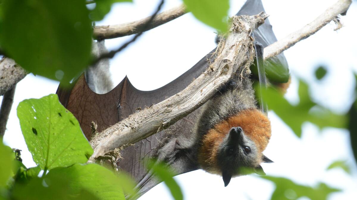 Vulnerable grey-headed flying fox at Wingham Brush. File picture.