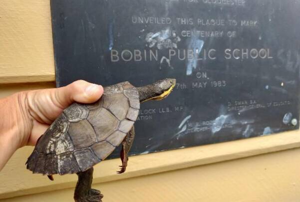 Bob the Manning River turtle. Photo provided