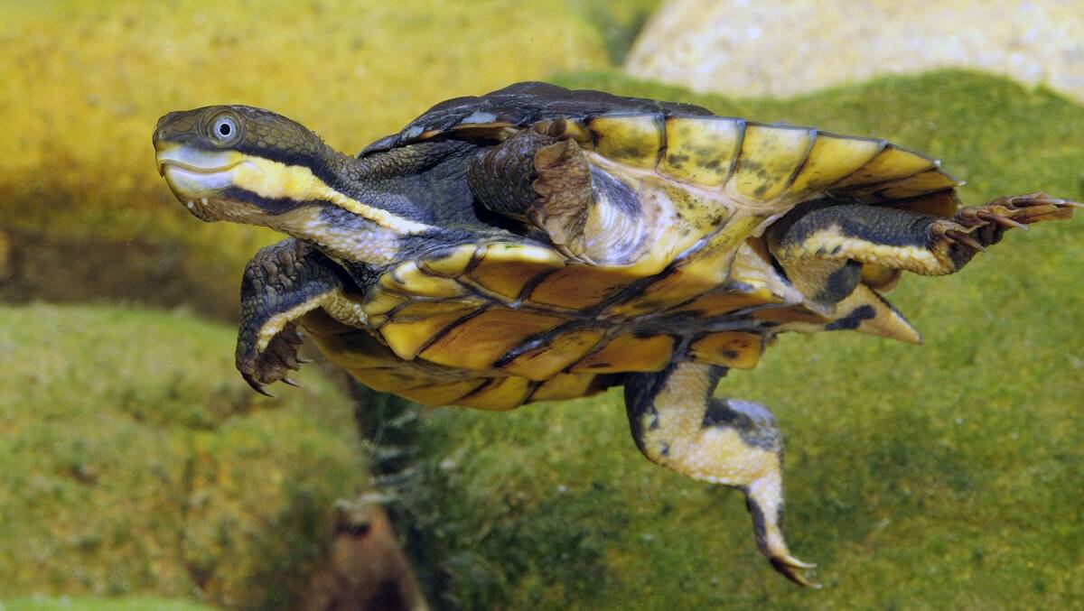 Elusive: The Manning River Helmeted Turtle is considered perhaps the most beautiful turtle in Australia and is very distinctive. Picture: Gary Stephenson