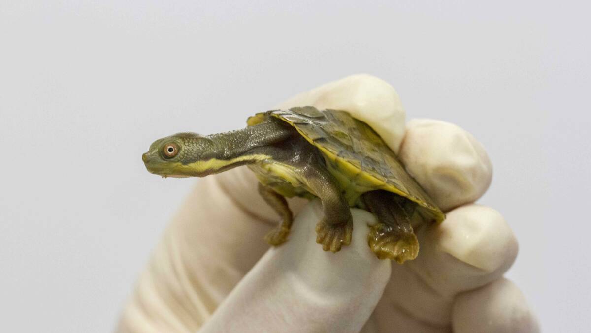 A Bellinger River snapping turtle hatchling at Taronga Park Zoo. Photo: Amy Russell