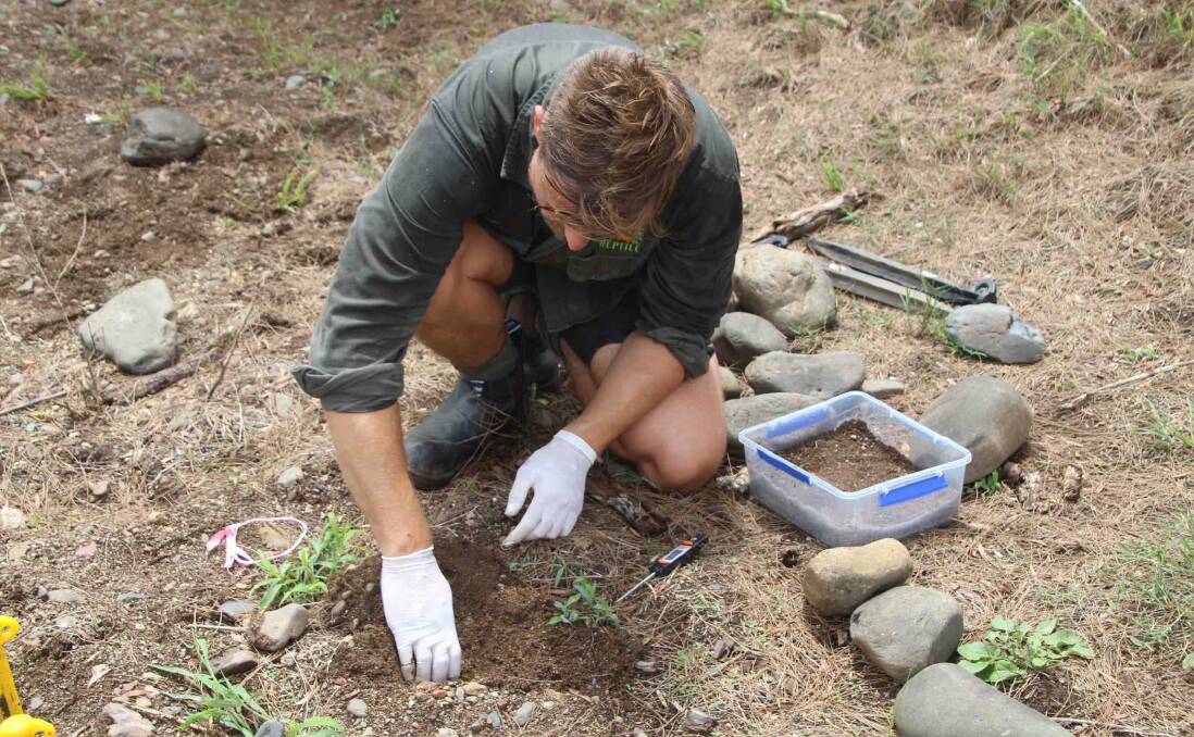 Aussie Ark collecting the eggs found in the wild on the Manning River. The nest was at risk of predation and flooding. Photo courtesy of Aussie Ark