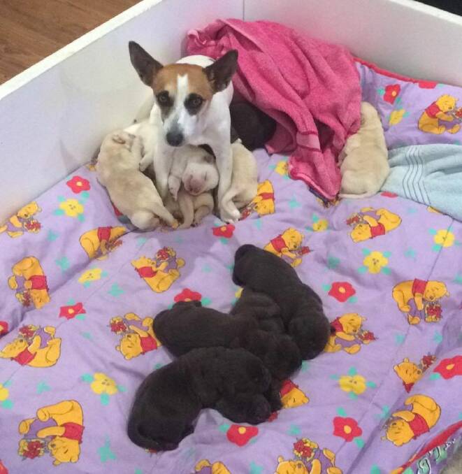 Super Sally mothers best friend's orphaned puppies