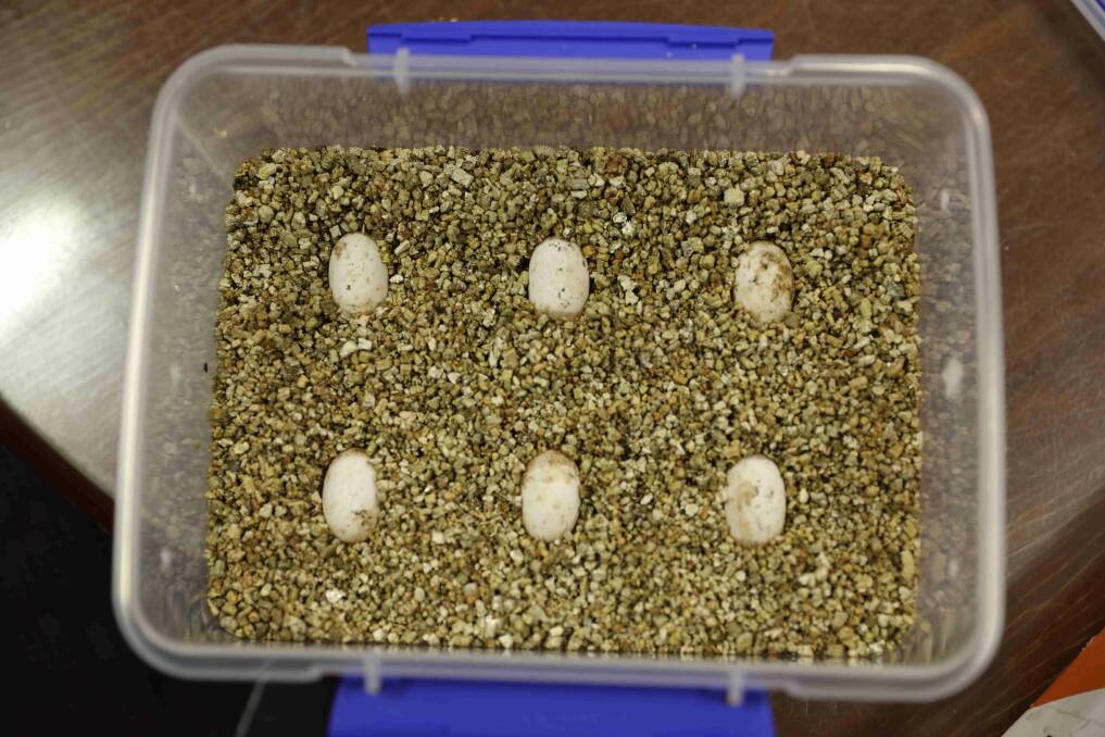 Six of the newly laid eggs. Photo courtesy Aussie Ark