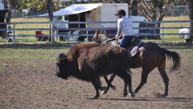 Unusual event: Campdrafting with bison is coming to Wingham.