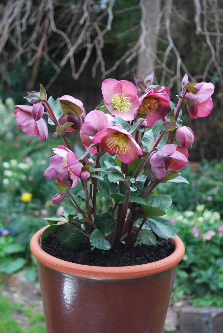 Hellebore 'Penny's pink' Photograph: Plant Growers Australia