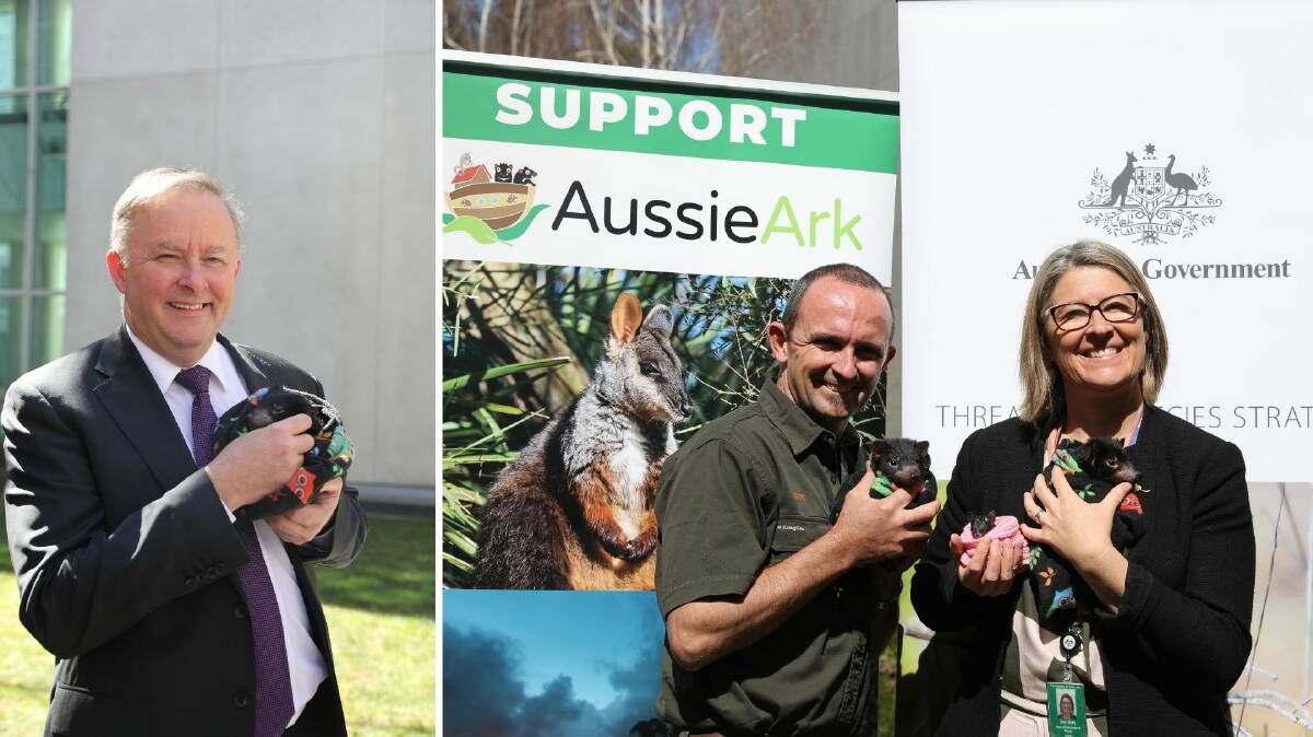 Leader of the Opposition Anthony Albanese (left) and Threatened Species Commissioner Sally Box with Aussie Ark's Scott Ryan, getting hands on with Tasmanian devil joeys. Photos supplied