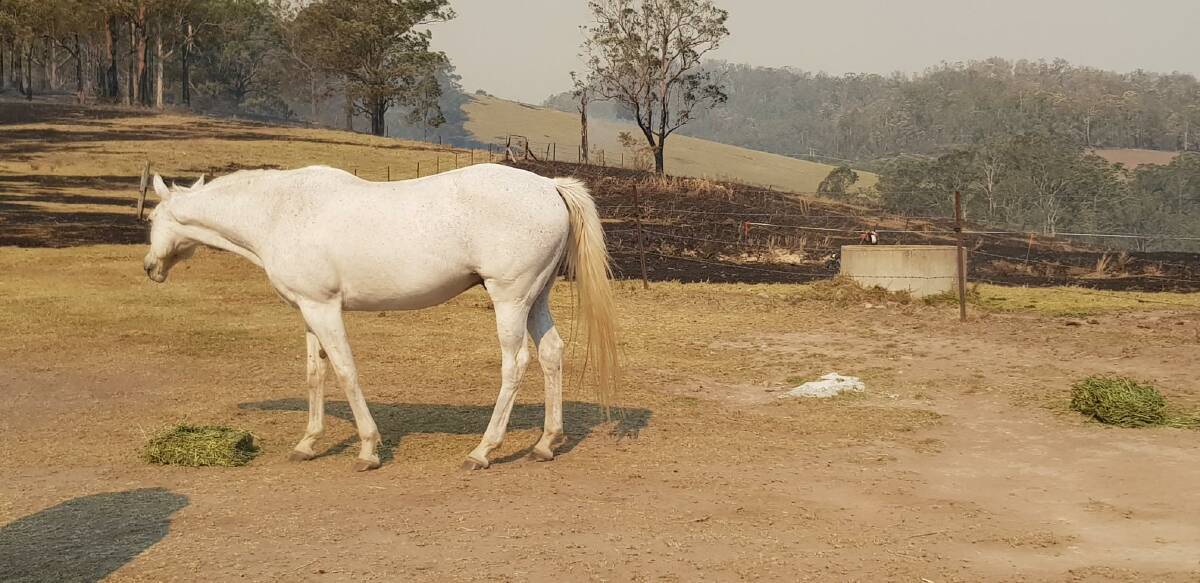 Rodney's precious horses were unhurt, but he needs help with fencing on his property.
