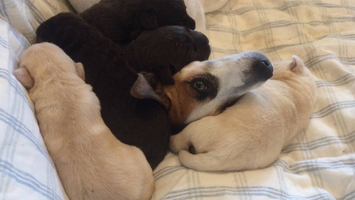 Super Sally mothers best friend's orphaned puppies