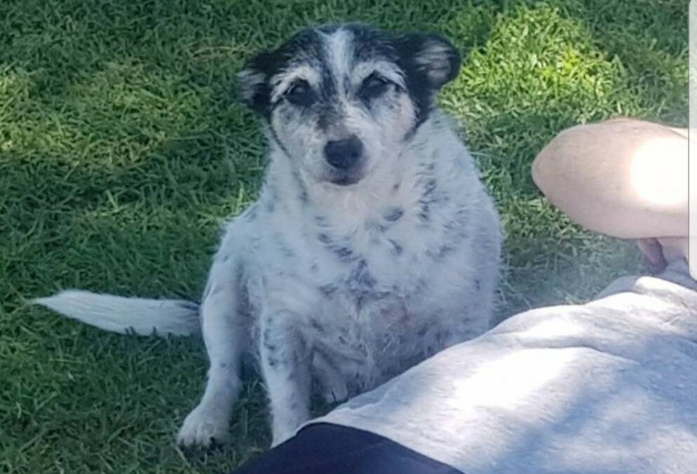 Rookie was last seen on Kookaburra Drive off Old Bar Road near the Pacific Highway roundabout on Friday night, January 11. Photo: supplied