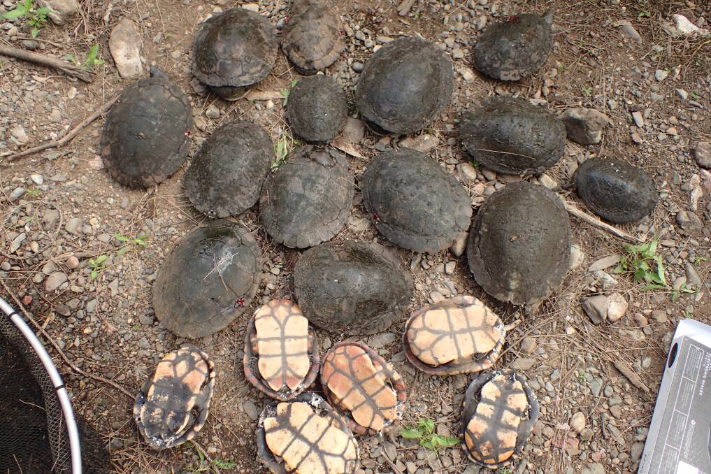 Some of the turtles found by ecologist Phil Spark at a Barnard river site. Photo: supplied by NSW OEH