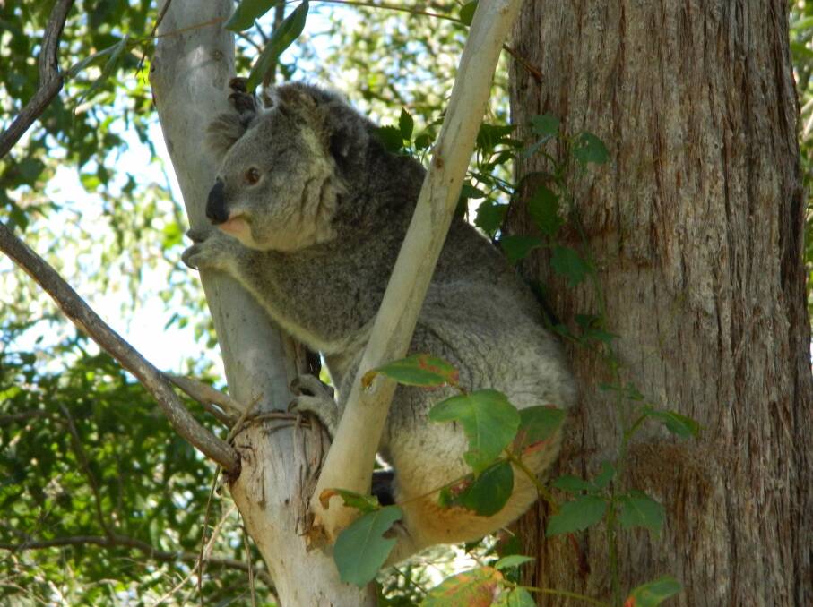 A new view: Bushfire survivor Pollyanna surveys her new home in the wild. Photo: Koalas in Care
