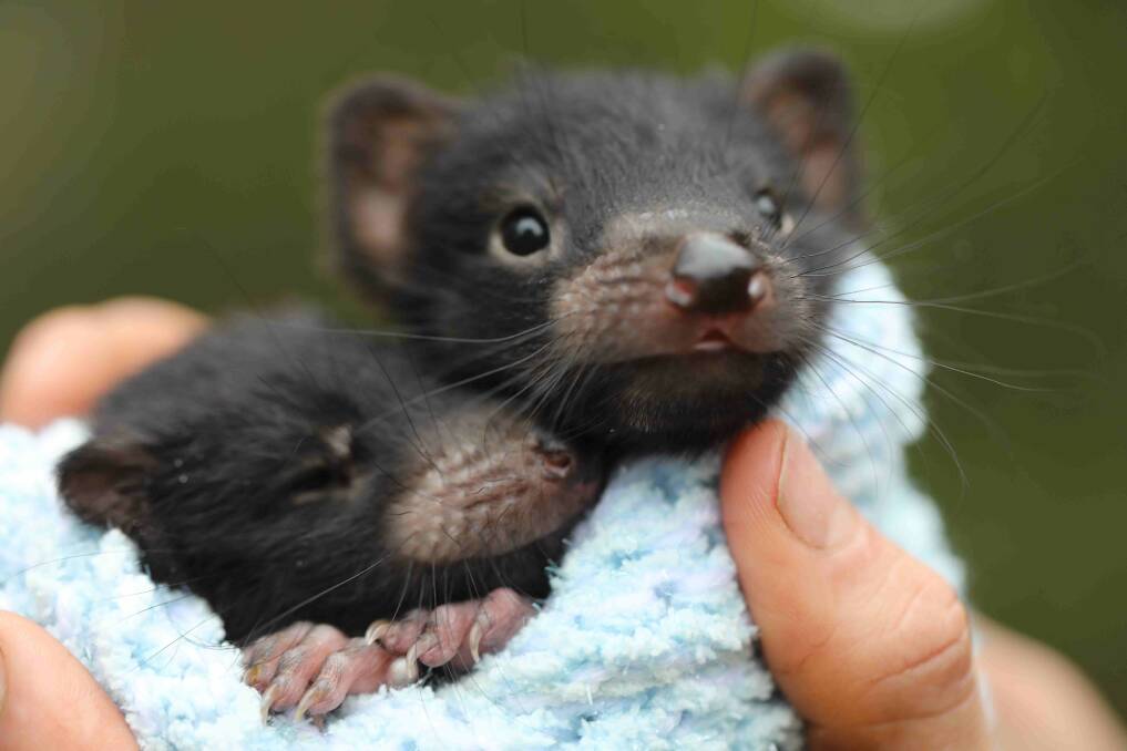 Adorable ambassadors: Aussie Ark's Tasmanian devil joeys, Itchy and Scratchy. Photo: Aussie Ark