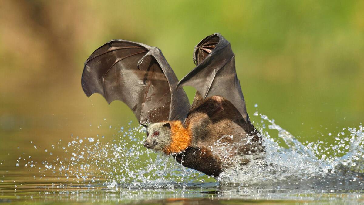 The grey-headed flying fox is an endangered species. Photo by Ofer Levy