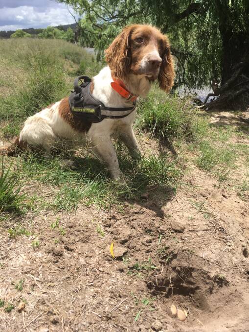 Max the detection dog has sniffed out a Bell's turtle nest. Photo courtesy Canines for Wildlife