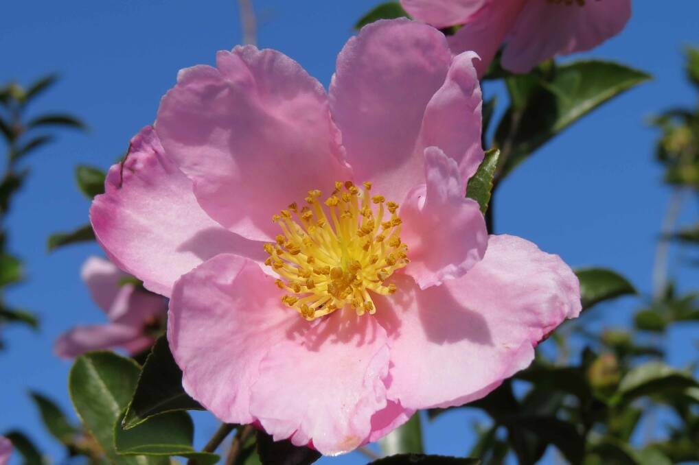 Camellia sasanqua 'Plantation Pink'. Photograph: Angie Thomas