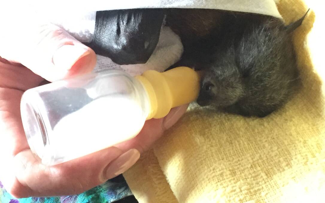 Eight-week-old orphaned grey-headed flying fox Jasper requires four bottle feeds a day, and is now starting to eat cooked fruit. Photo: Julia Driscoll.