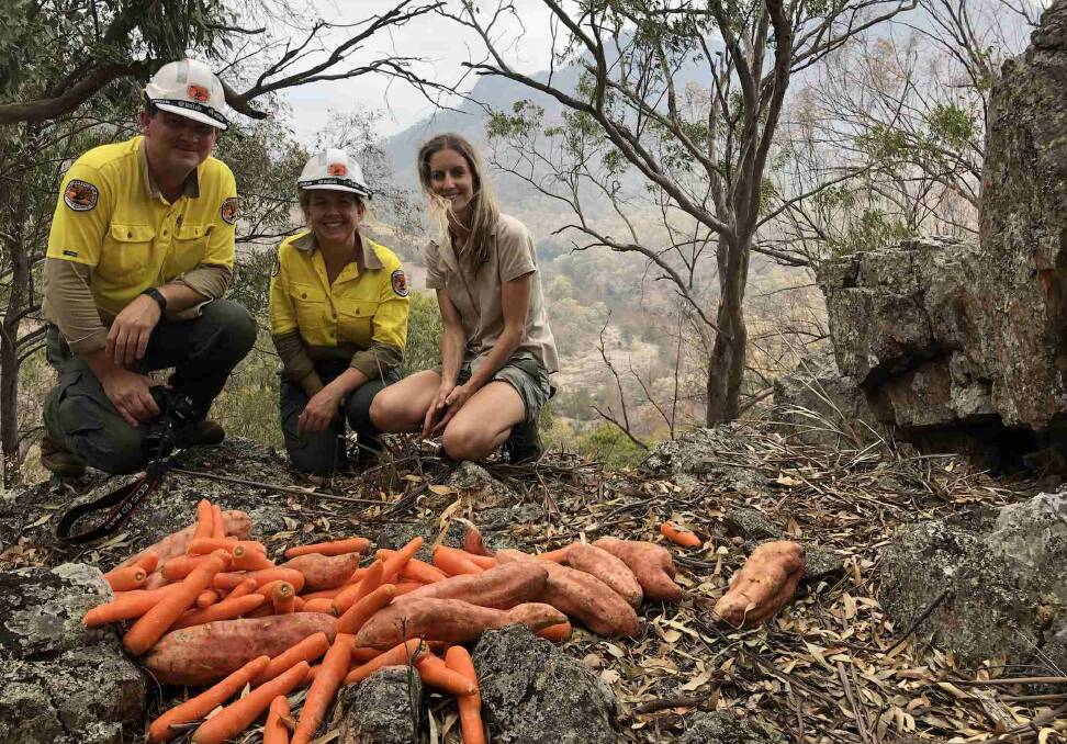 A food drop of carrots and sweet potatoes by NPWS and Aussie Ark staff. Photo Aussie Ark