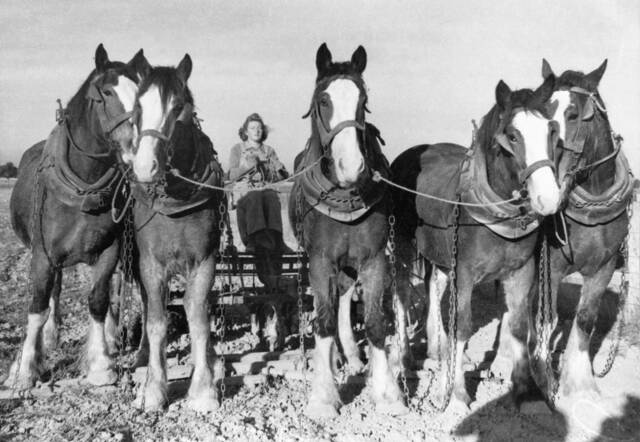 On the home front: Women supported the war effort in the home, in factories and on the land. Mary McDowell drives a five-horse team land cultivator in 1944. 