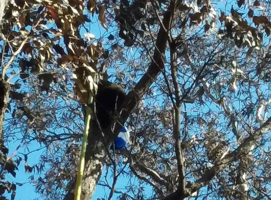The Koalas in Care crew trying to capture a badly burnt koala in Crowdy Bay National Park. Photo: Koalas in Care