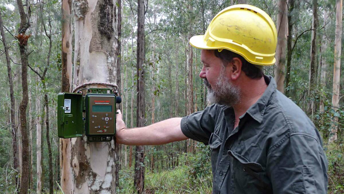 Dr Brad Law with the SongMeter audio recording technology on a koala food tree. Photo: NSW Department of Primary Industries